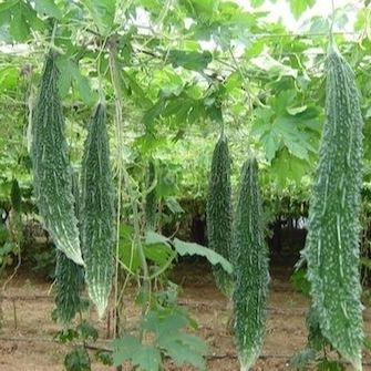 Hạt Giống Khổ Qua Trái Dài Salsa (5 Hạt)