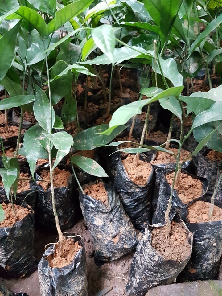 Set 2 cây rau sắng rừng