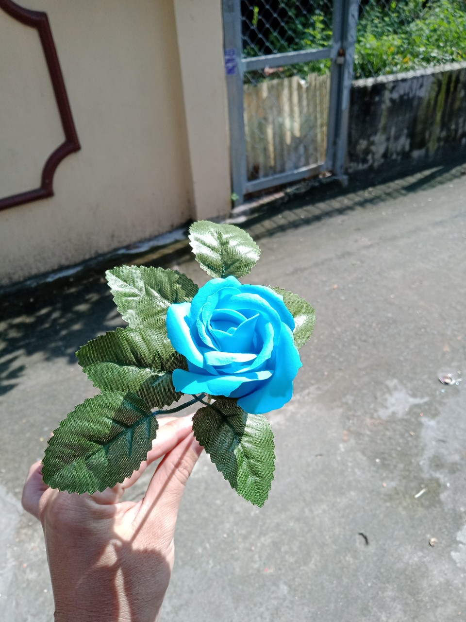 cành hoa hồng sáp ( có cành, có lá )