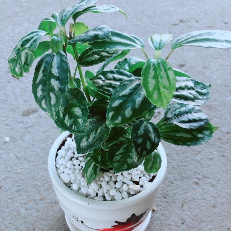 Chậu Cây Lá Dưa Hấu