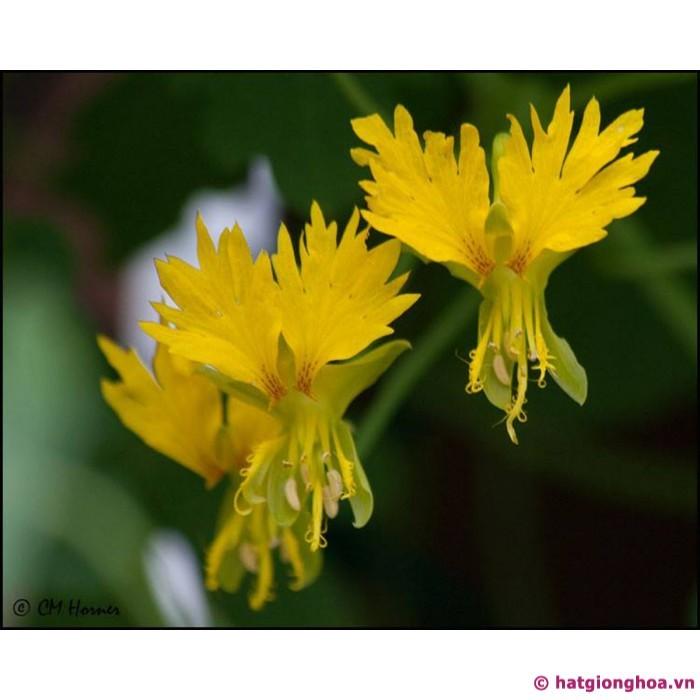 Hạt giống hoa phượng hoàng - 4 hạt/gói