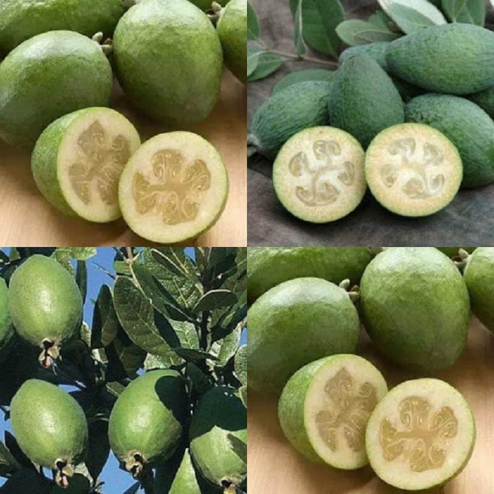 Cây ổi dứa khỏe đẹp giống chuẩn - 5564