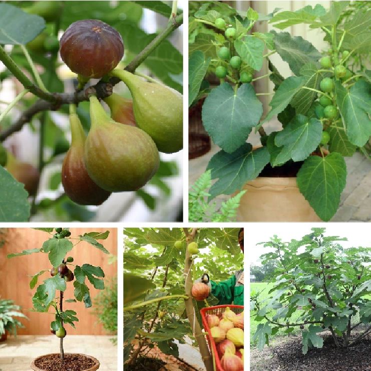 Hạt giống Sung ngọt Mỹ - gói 10 hạt