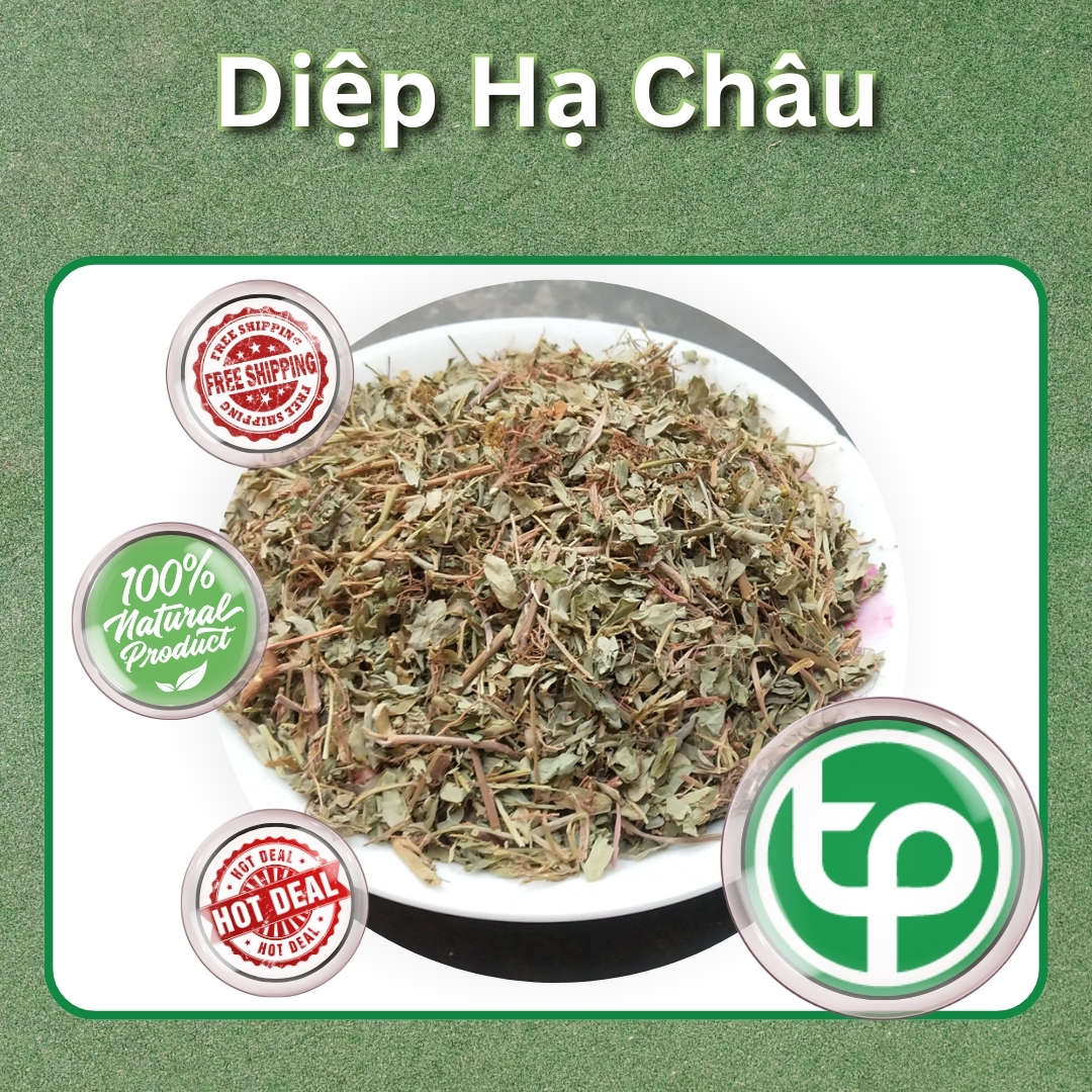 [Large Bag of 500 Grams] Dried Diep Ha Chau - Ton Phat - High Quality First Class Product