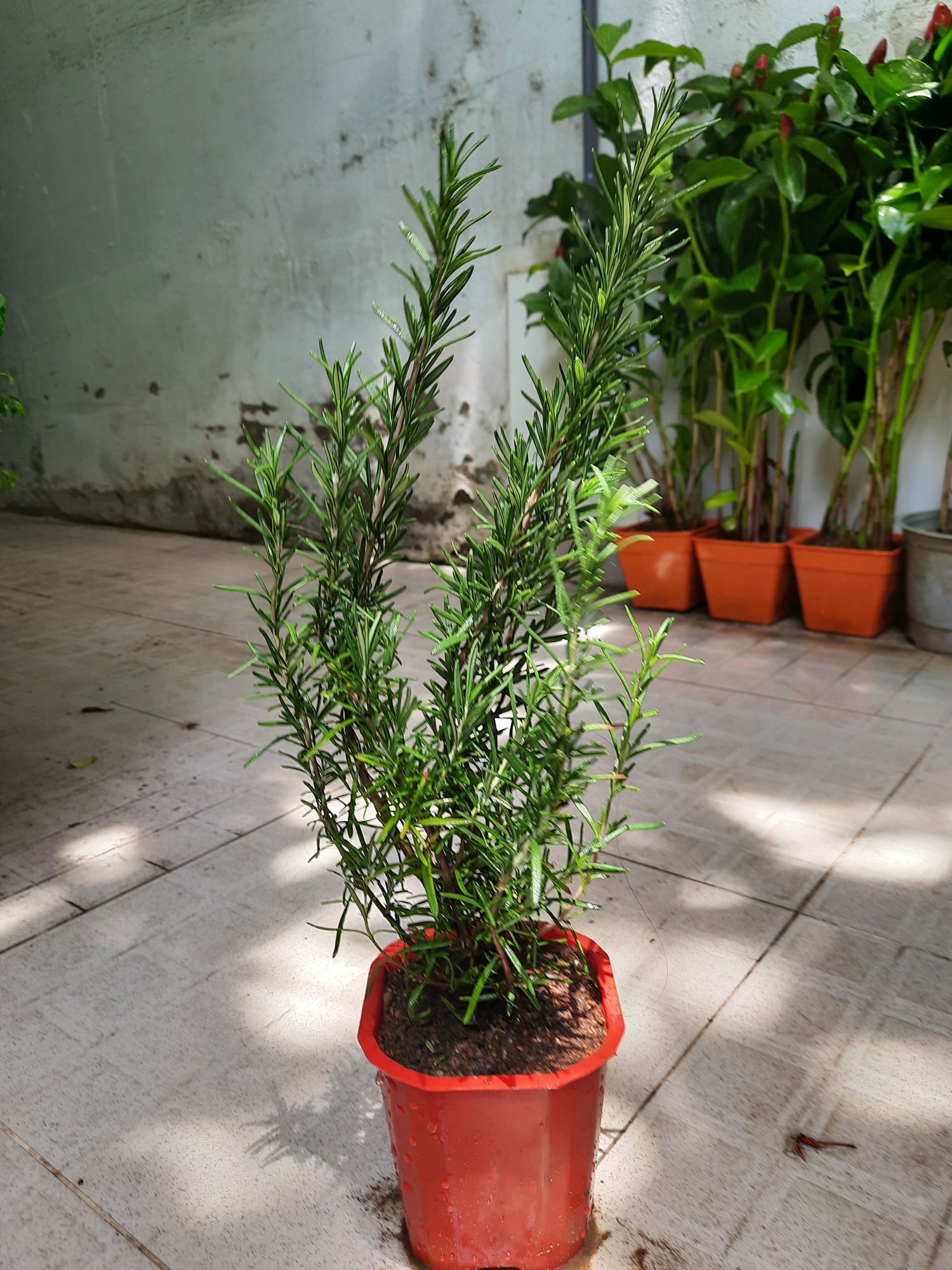 Cây hương thảo