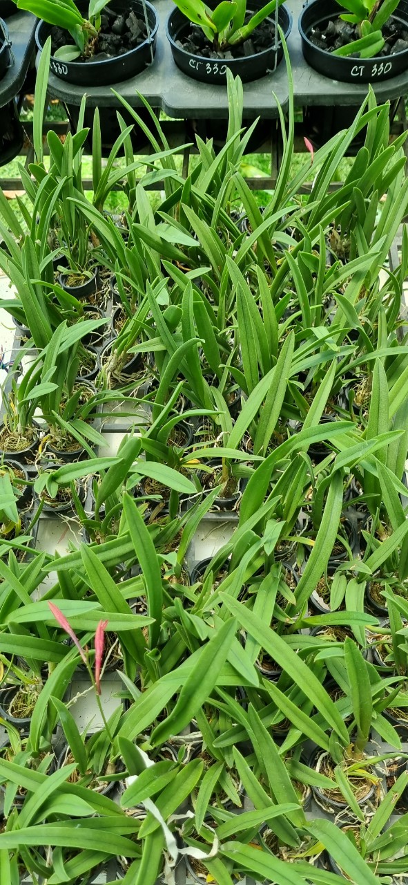 HOA LAN BRASS CANARY CÂY GIỐNG