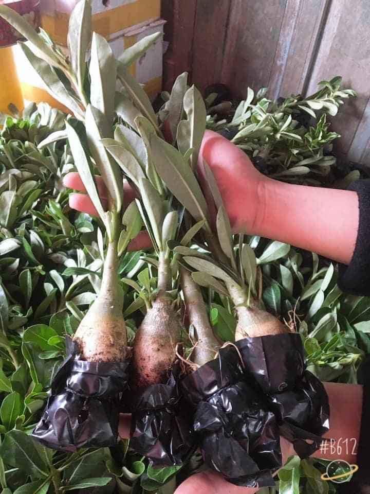 Cây giống Hoa Sứ Thái kép