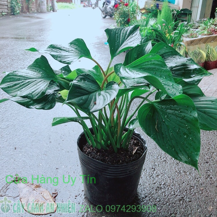 Cây Thanh Tâm