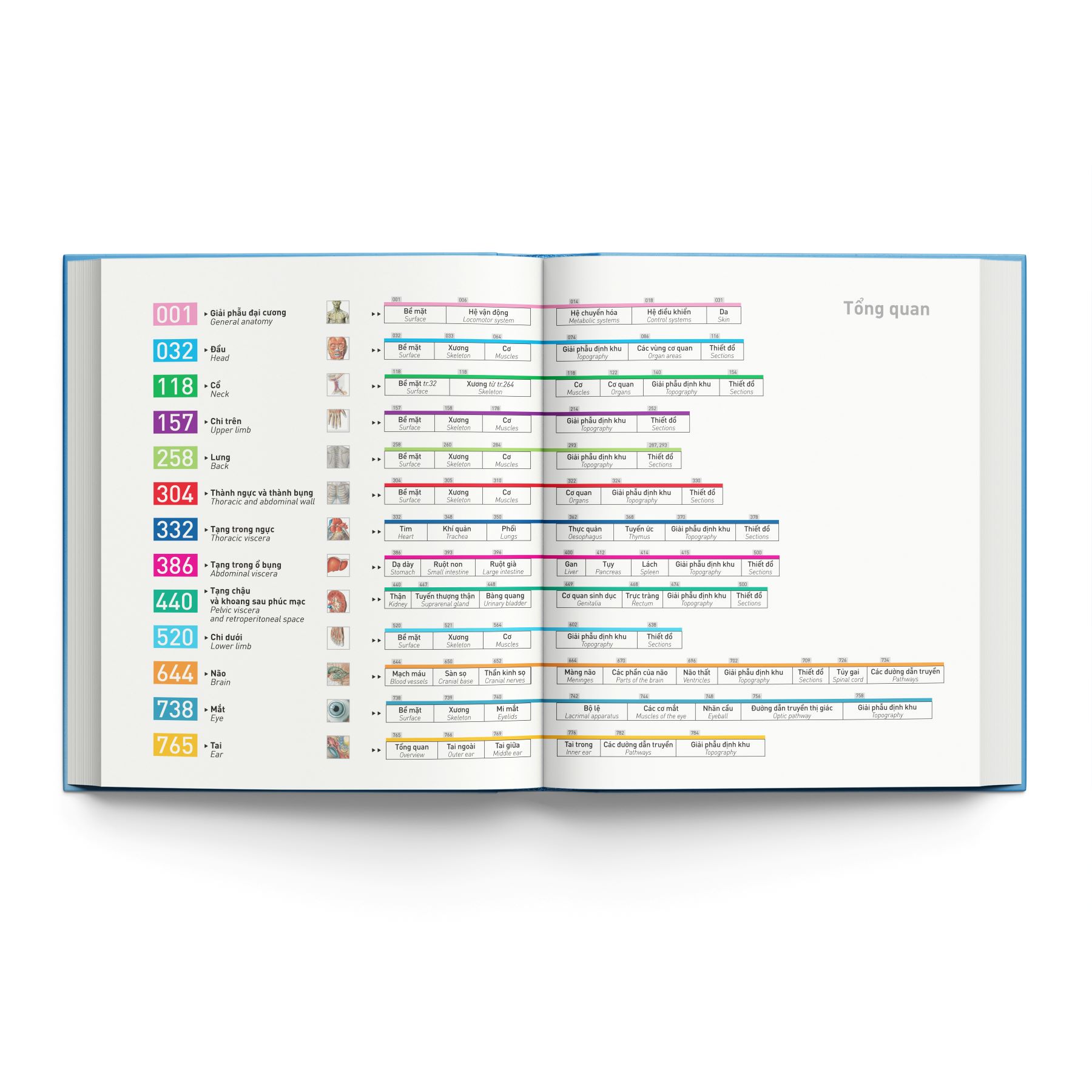 Cá Chép - Sobotta Atlas Giải Phẫu Người