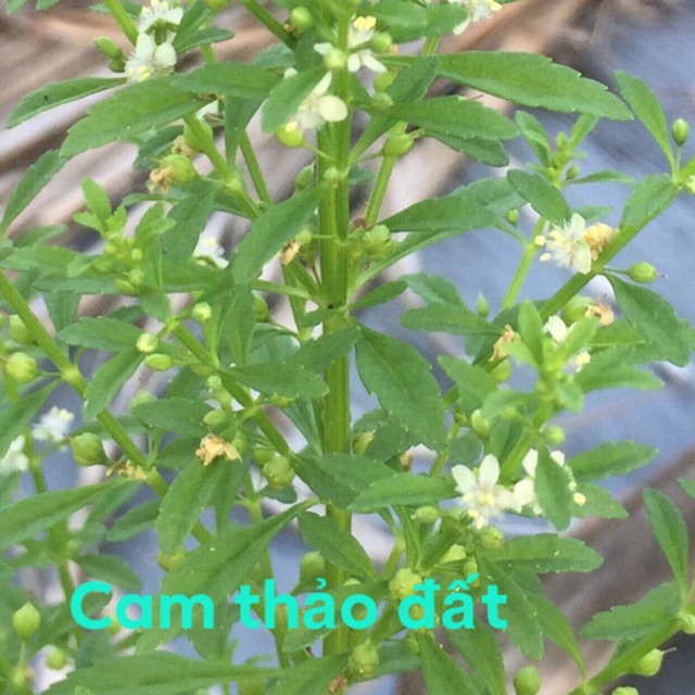 cam thảo đất khô hàng loại 1 thơm ngon 1kg