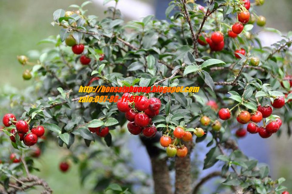 mai hồng ngọc bonsai CHẬU KIỂU