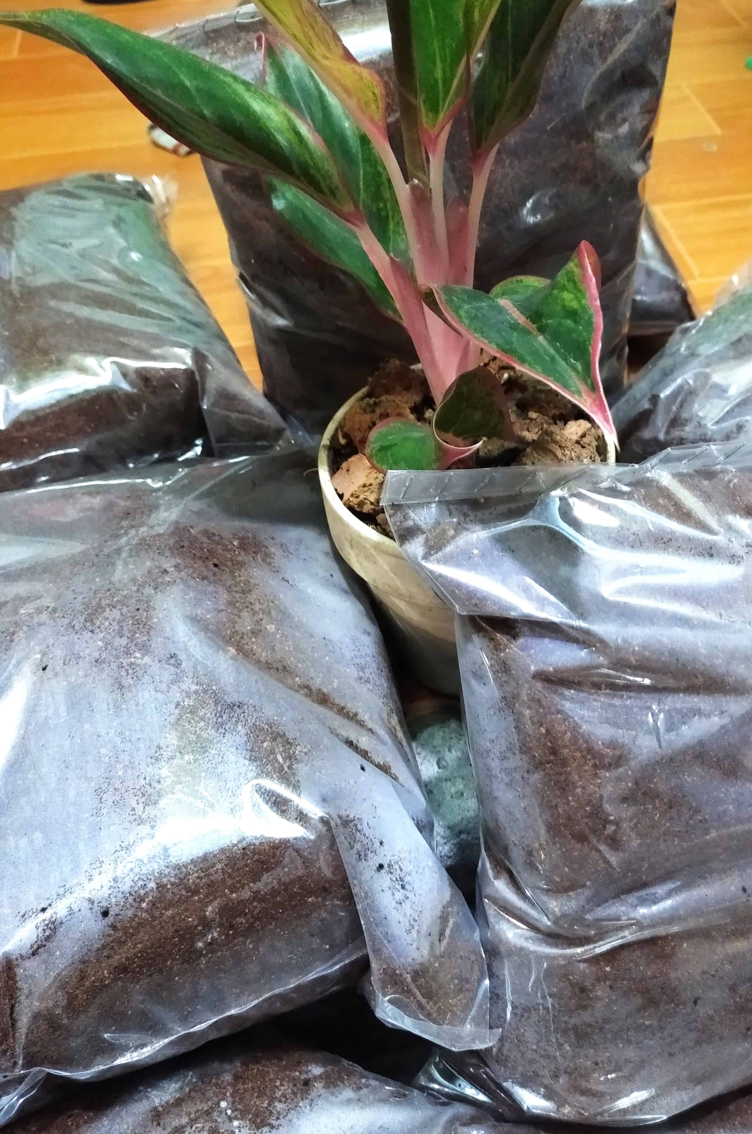 Xơ dừa mụn dừa đã xử lý 1kg