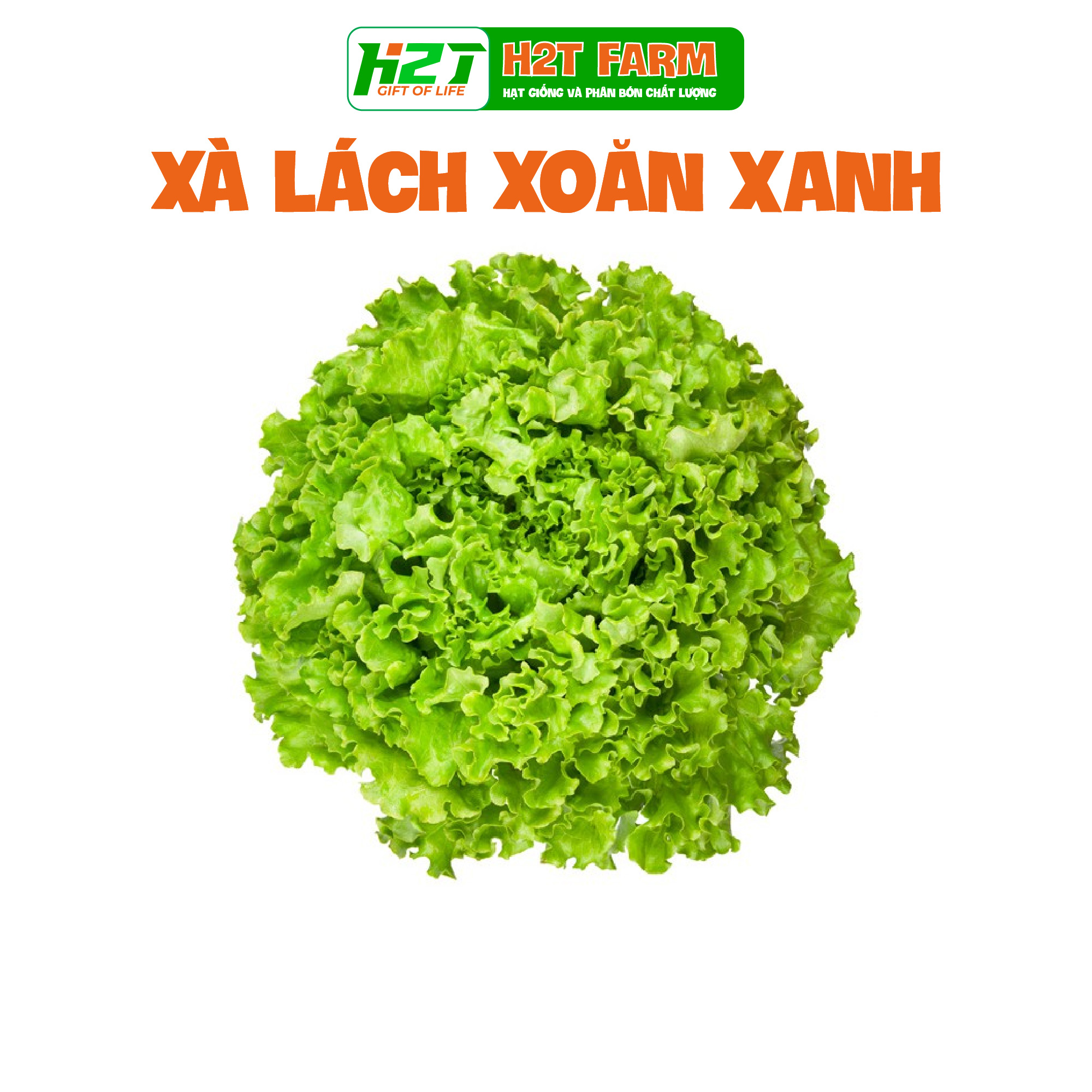 Hạt giống Xà Lách Xoăn xanh chịu nhiệt tốt, trồng quanh năm, nhanh thu hoạch - H2T FARM