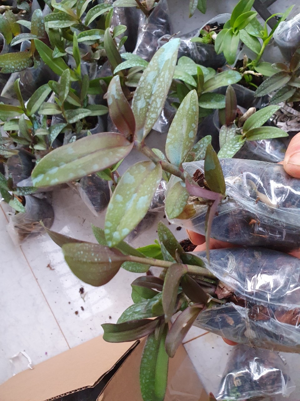 phi điệp bệt mủi trắng