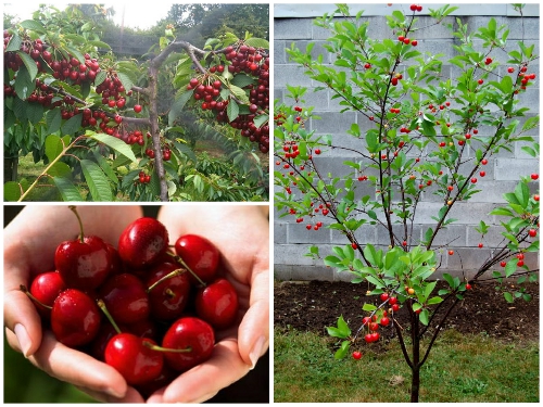 Hạt giống quả Cherry F1