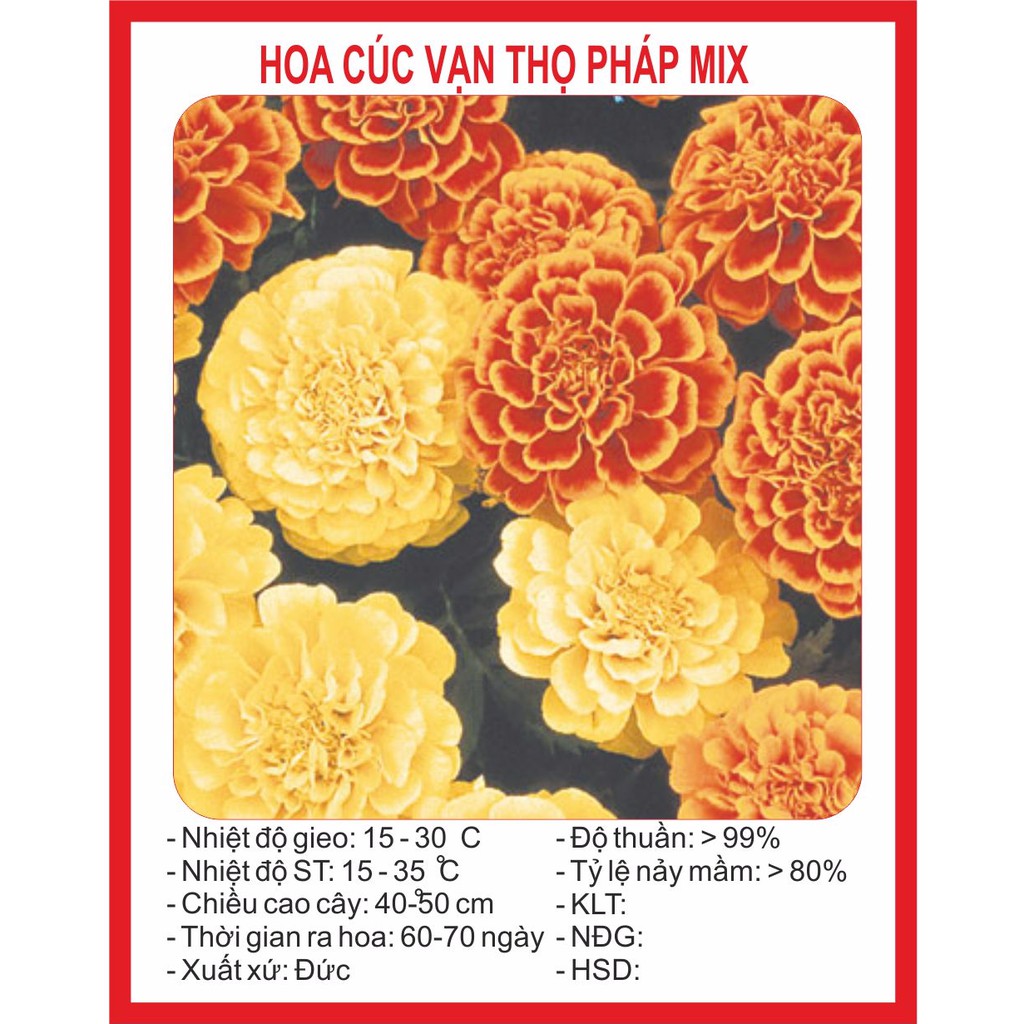 Hạt giống hoa cúc vạn thọ pháp 50 hạt