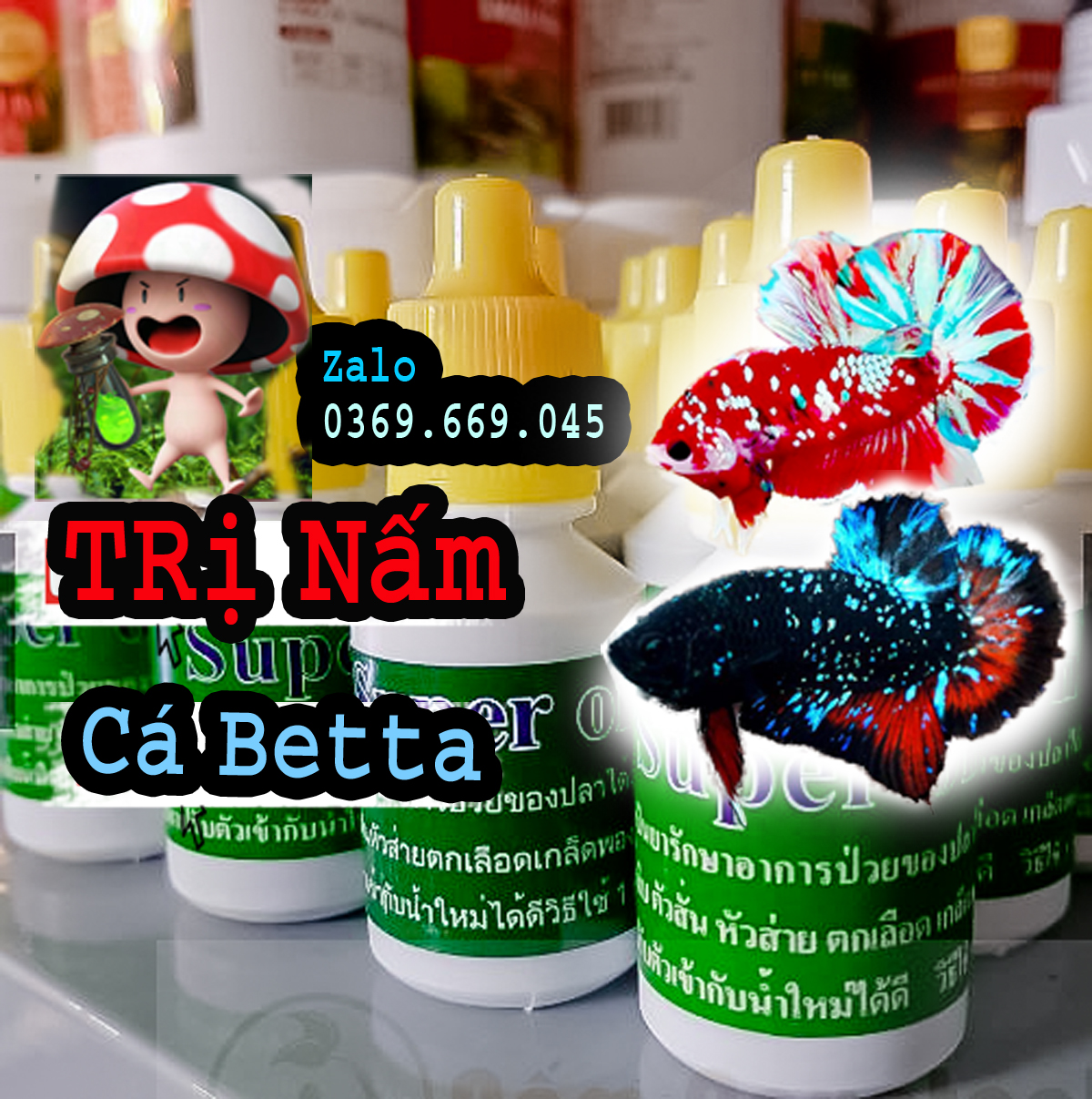 Nấm cá betta nhập khẩu từ Thái lan