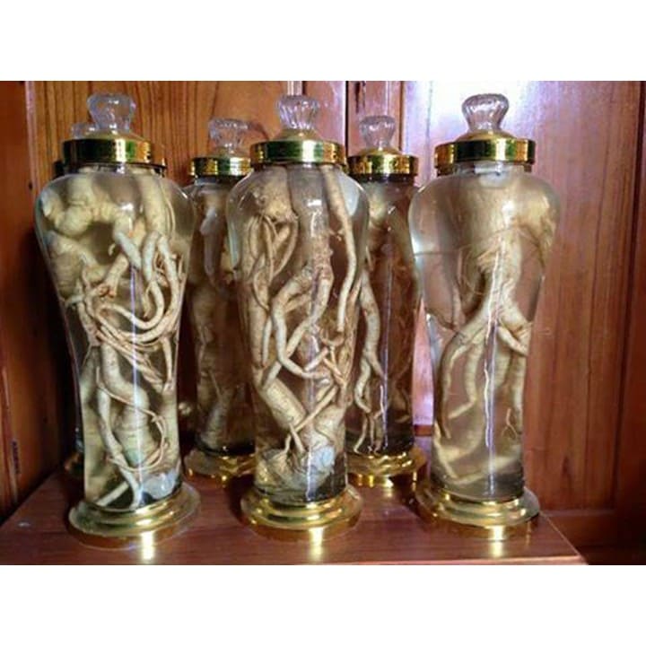 Cây giống đinh lăng lá nếp (lá nhỏ) 3 cây