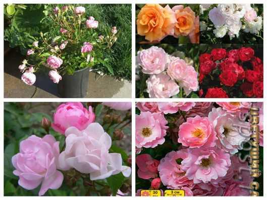 Hạt giống hoa Trà My Nhật mix(Camellia)