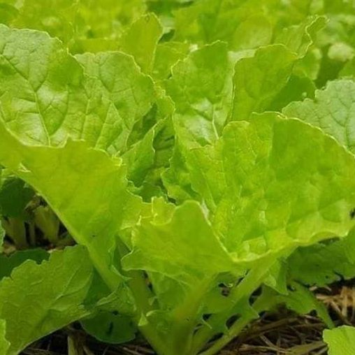 Hạt Giống rau Cải Bẹ Dún-Gói 10gram