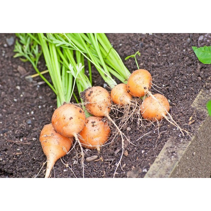 [Seeds] Hạt giống Cà rốt củ tròn RD527, đóng gói 2gr (khoảng 1000 hạt)