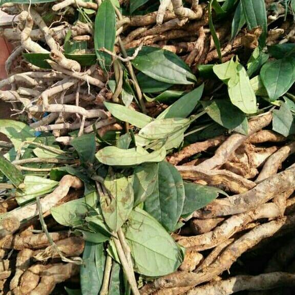 set 2kg sâm xuyên đá rừng