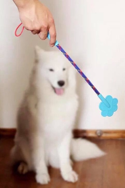 Roi huấn luyện cún cưng👍🏻😉