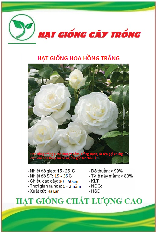 Hạt giống hoa hồng trắng ct248 - gói 10 hạt