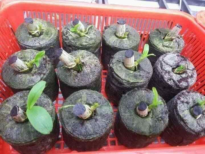 20 viên nén sơ dừa ươm hạt giống