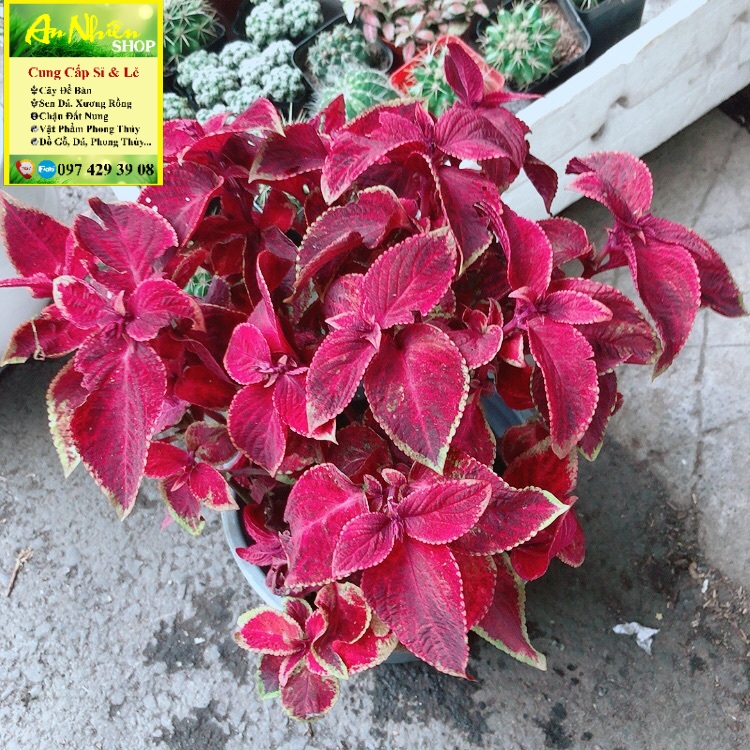 Chậu cây lá gấm đỏ