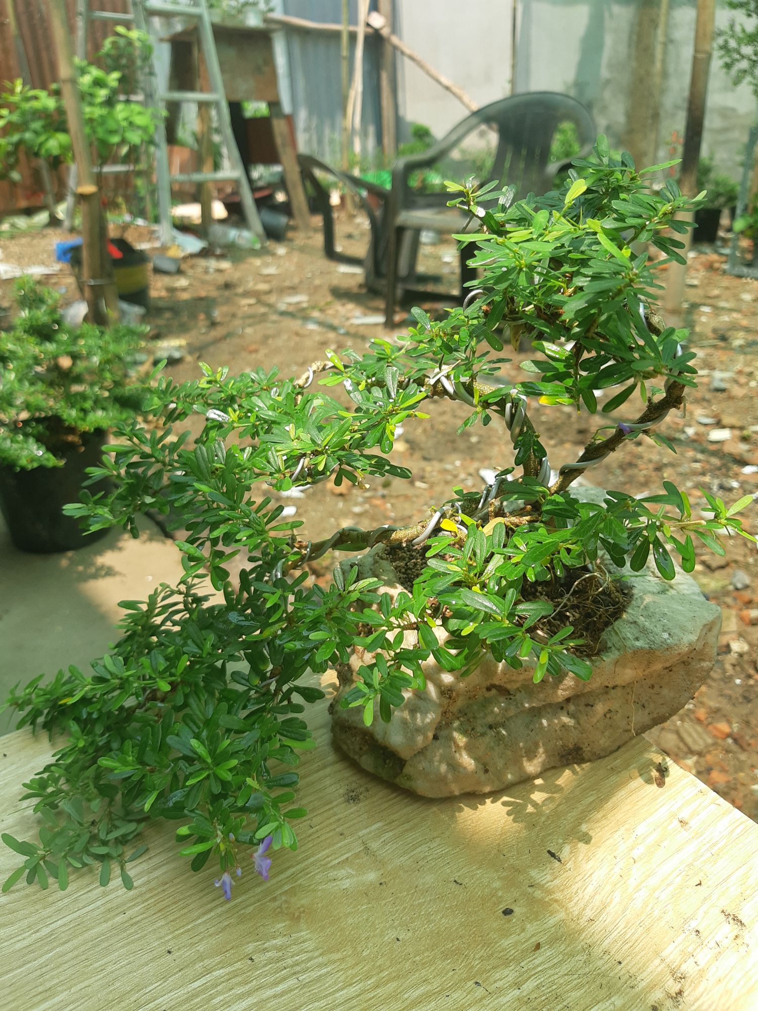 linh sam bonsai non bộ đá