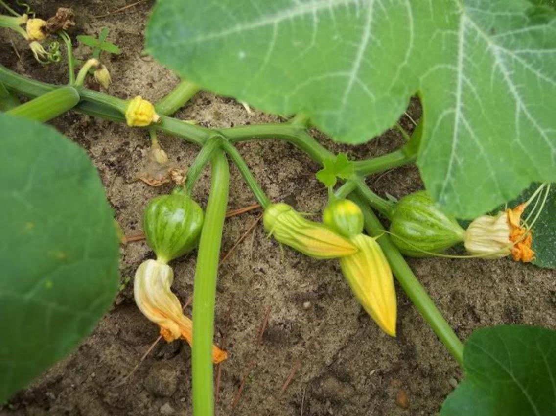 Hạt giống Bí đỏ Quả tròn