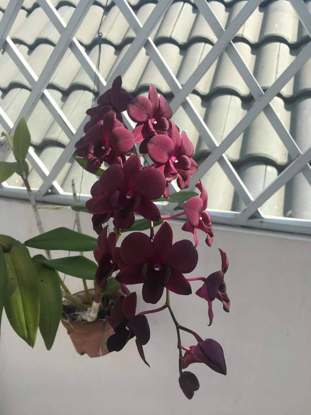 HOA LAN NGỌC TRAI ĐỎ