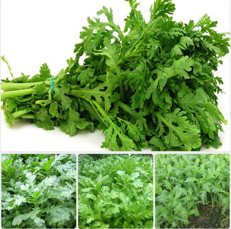 Hạt giống rau cải cúc tần ô - gói 20gram