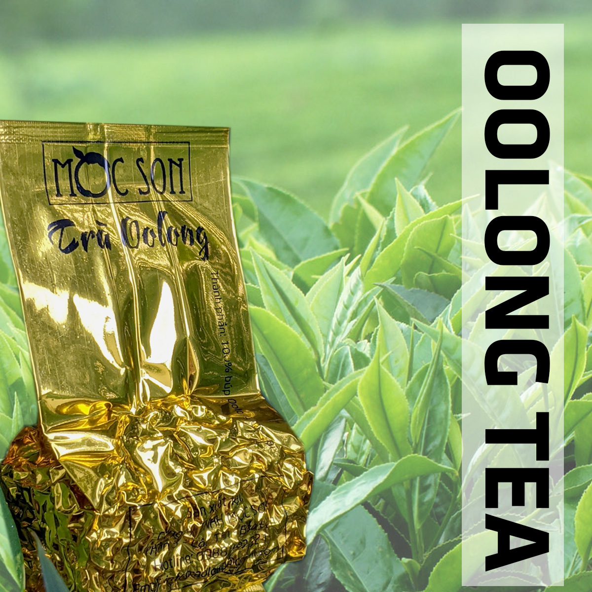 50g Vi Olong (Olong Đọt) Mộc Sơn