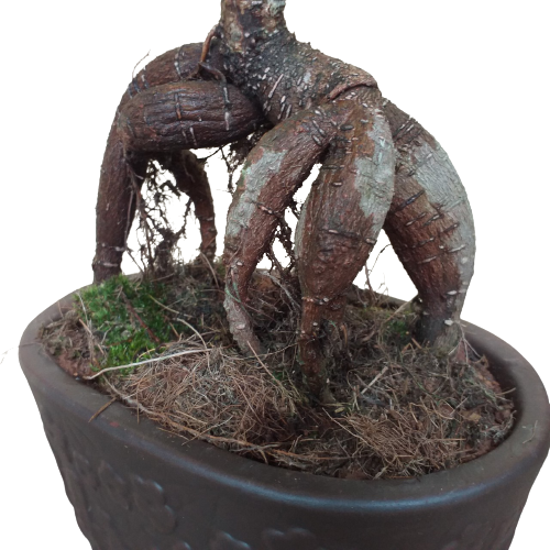 Cây Si Nhật, cây si bonsai, cây phong thủy