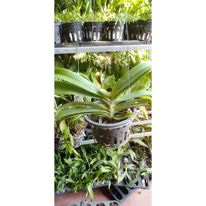 hoa phong lan đai châu bò sữa ( cây cao 50cm)