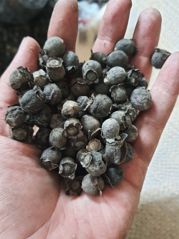 sim chín khô 1kg