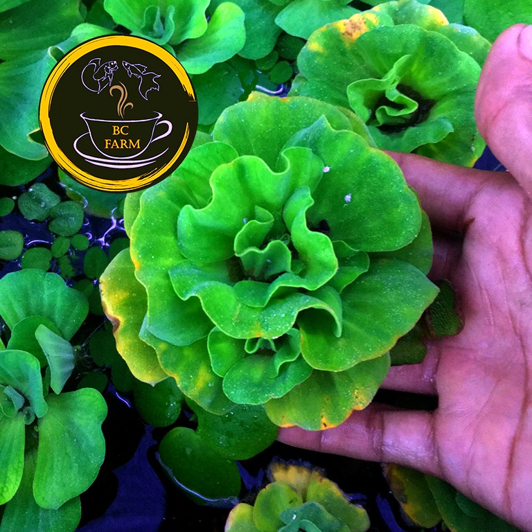 BÈO HOA HỒNG☘️Thủy Sinh☘️Dễ Thương
