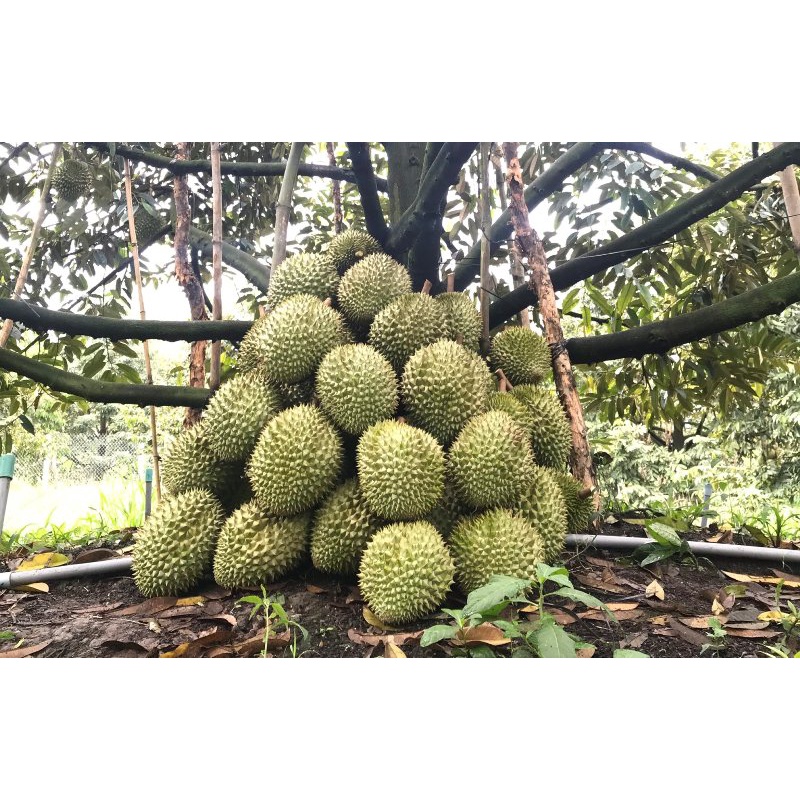 Cây giống Sầu Riêng Mussang King [GỐC SIÊU TO - GỐC GHÉP 2 NĂM].