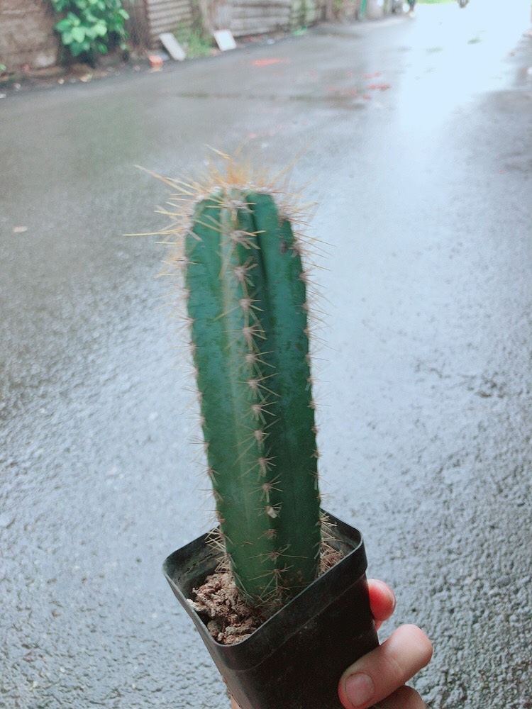 Xương Rồng Trụ