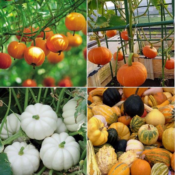 Túi 10 hạt giống bí mini mix . hạt giống chất lượng cao