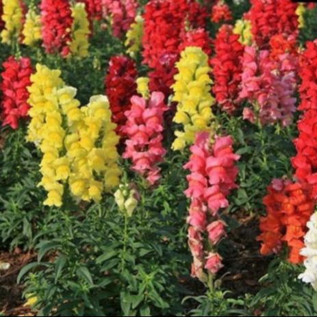 200 Hạt Giống Hoa Mõm Sói ( phi yến)