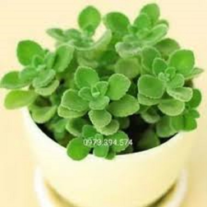 Cây nhất mạt hương ( sen thơm) - MANG LẠI TÀI LỘC CHO CHỦ NHÀvà có tác dụng đuổi muỗi lại làm thơm nhà