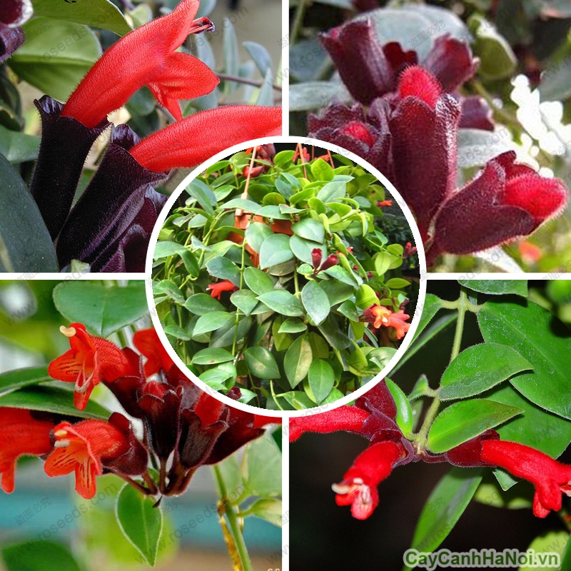 CHẬU HOA SON MÔI SIÊU ĐẸP