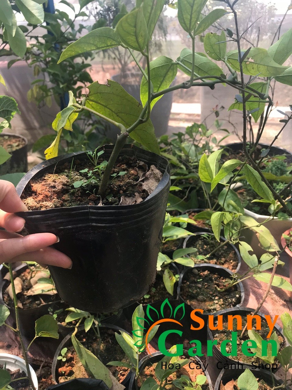 Cây Giống Hoa Leo M. Cọp - Cây Cảnh