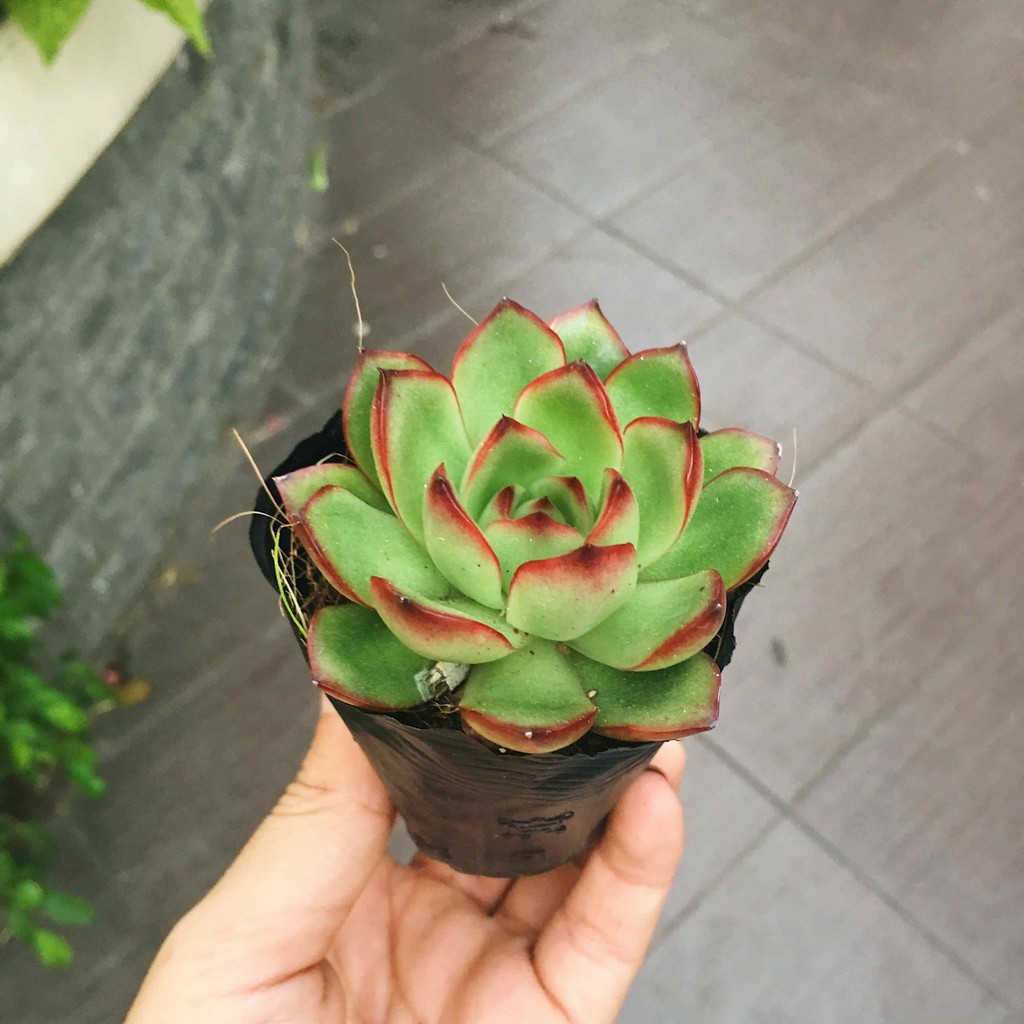 Sen đá viền đỏ size bầu 3-5 cm