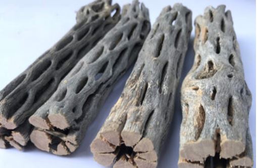 Lũa cholla (lũa xương rồng) trang trí hồ tép