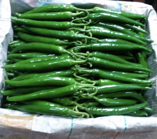 Kim Chi ớt trái Hàn Quốc