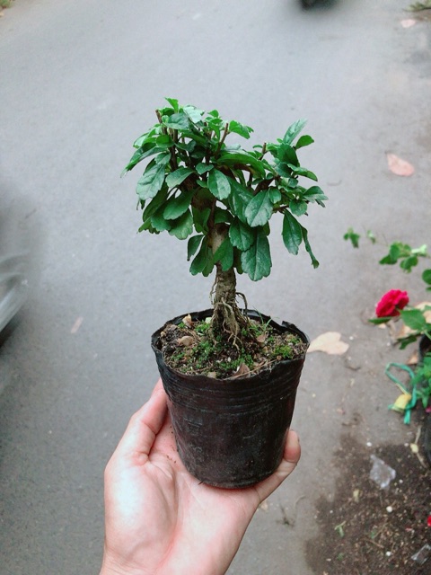 Cây Trà Phúc Kiến Bonsai Mini